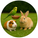 Small Animals